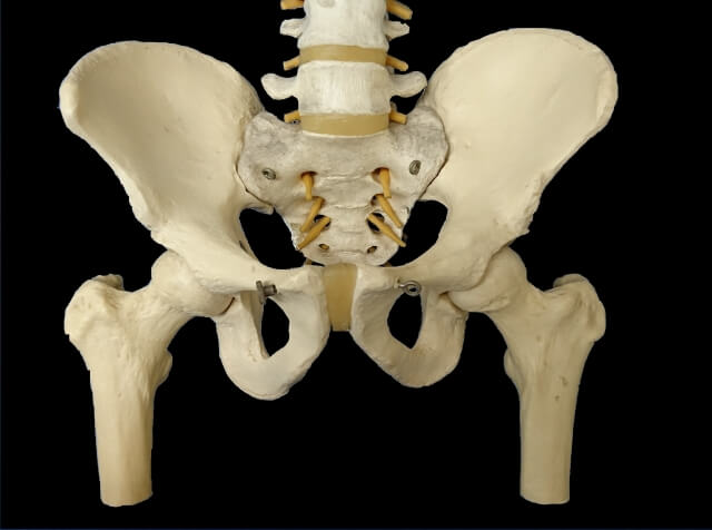 骨盤の筋肉とは？骨盤周りの筋肉と腰痛の関係